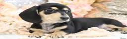 Miniature Dachshund dogs for sale: KC Miniature Dachshund Puppies - Advert 26