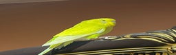 Budgerigars birds for sale: Yellow budgie for sale  - Advert 2