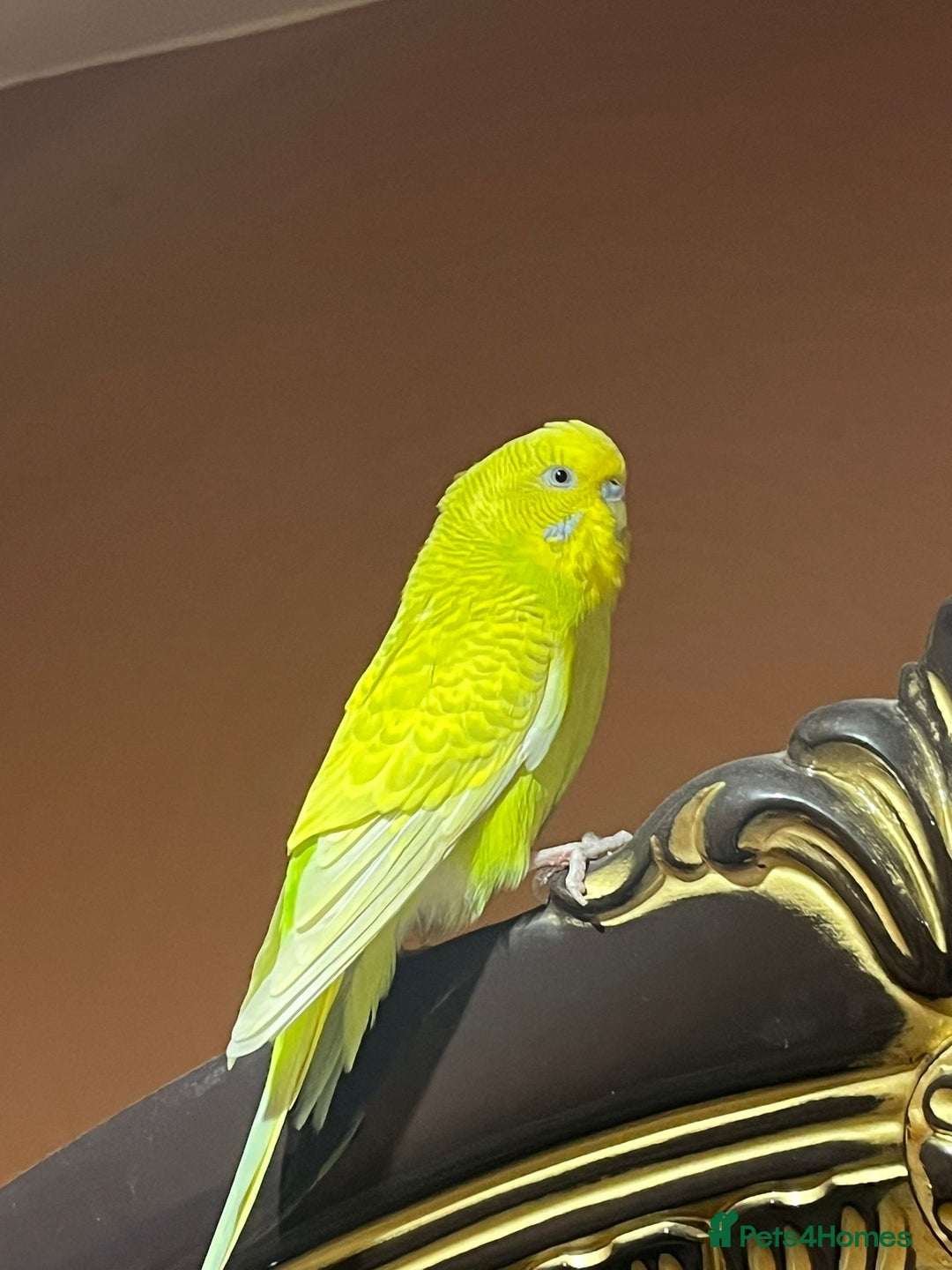 Budgerigars birds for sale: Yellow budgie for sale  - Advert 2