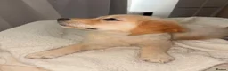 Golden Retriever dogs for sale: 💛 Heartbreaking Rehome – Golden Retriever Girl 💛 - Advert 3