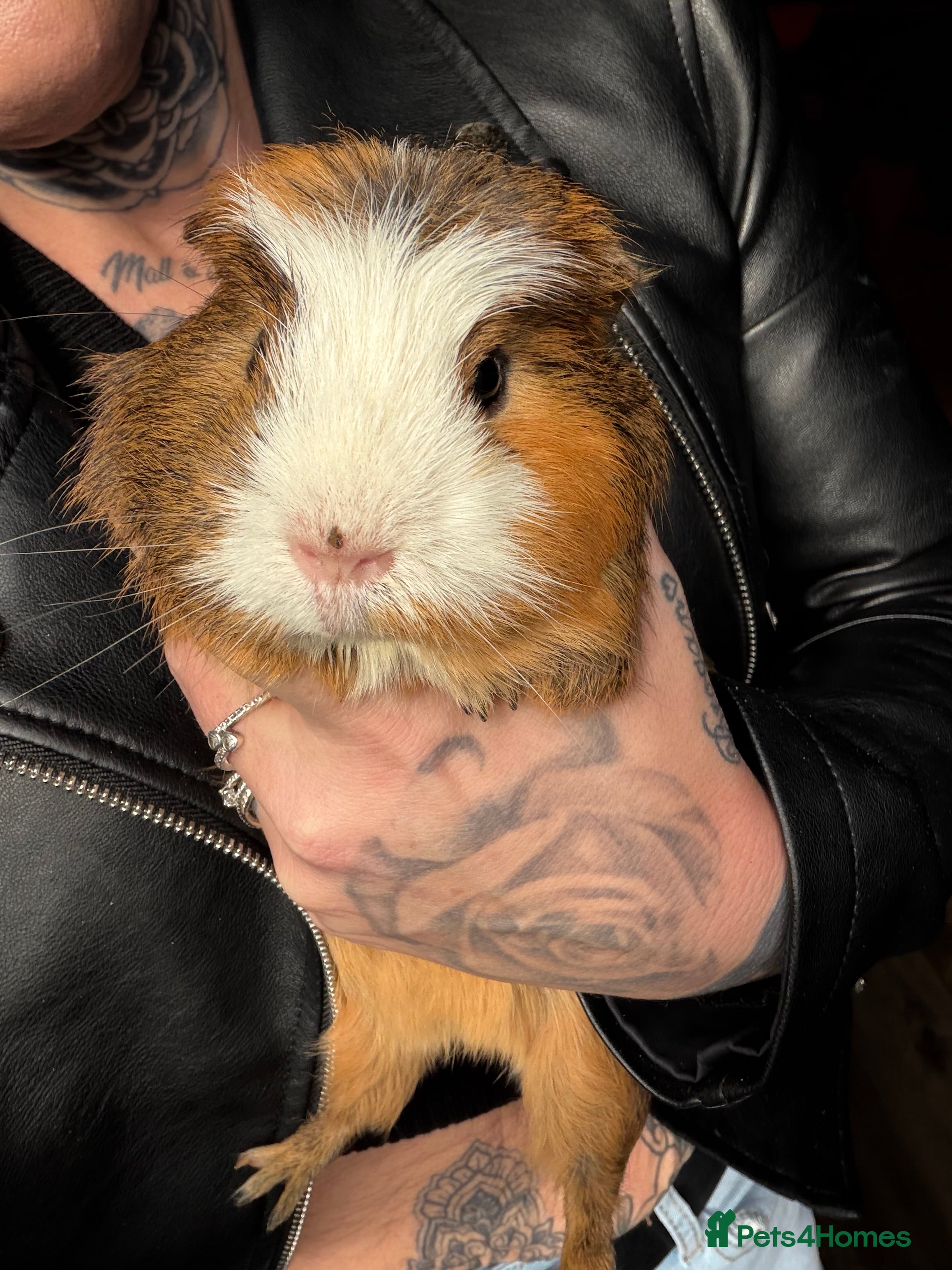 Guinea Pig rodents Guinea pigs - Advert 2