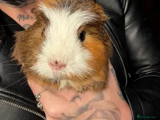 Guinea Pig rodents Guinea pigs - Advert 2