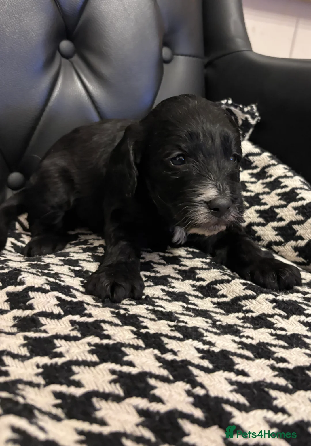 Cockapoo dogs for sale: Black girl f1 cockapoo  - Advert 2