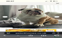 Mixed Breed dogs for sale: English bulldogs  - Advert 30