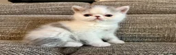 Exotic cats for sale: Outstanding Exotic Shorthair Kittens - Advert 9