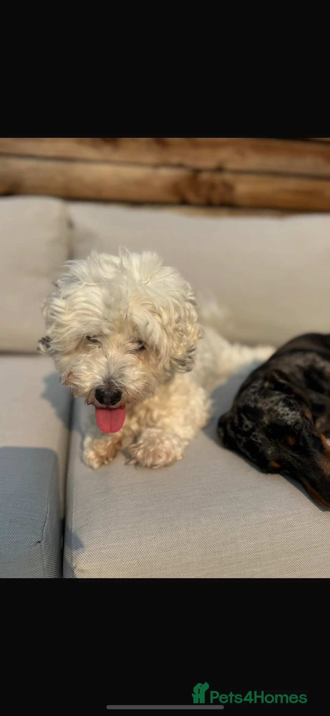 Yorkiepoo dogs for sale: Gorgeous litter of yorkiepoo’s - Advert 2