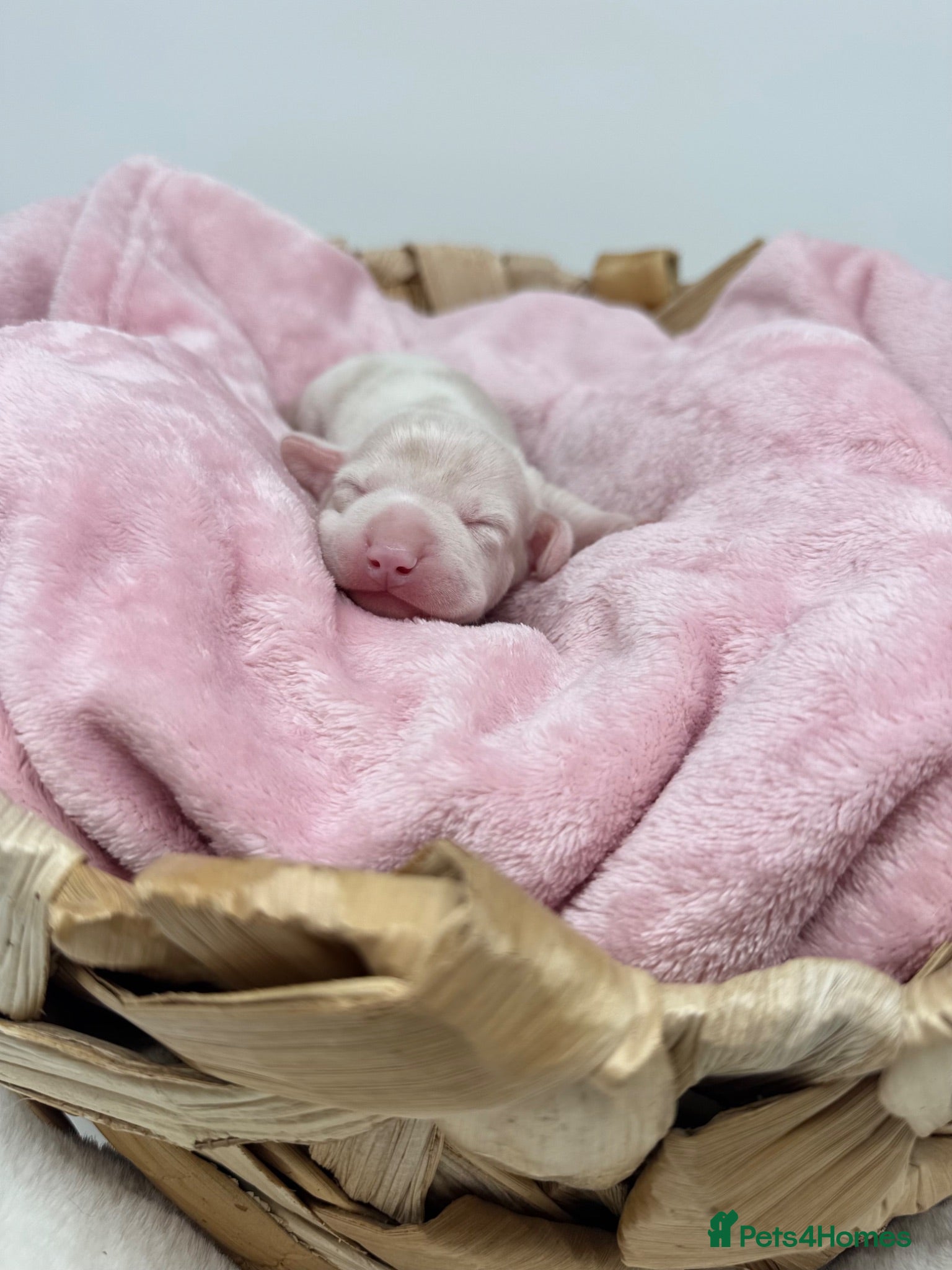Miniature Dachshund dogs 🌸 Rare Pink mini dachshunds 🌸 - Advert 13
