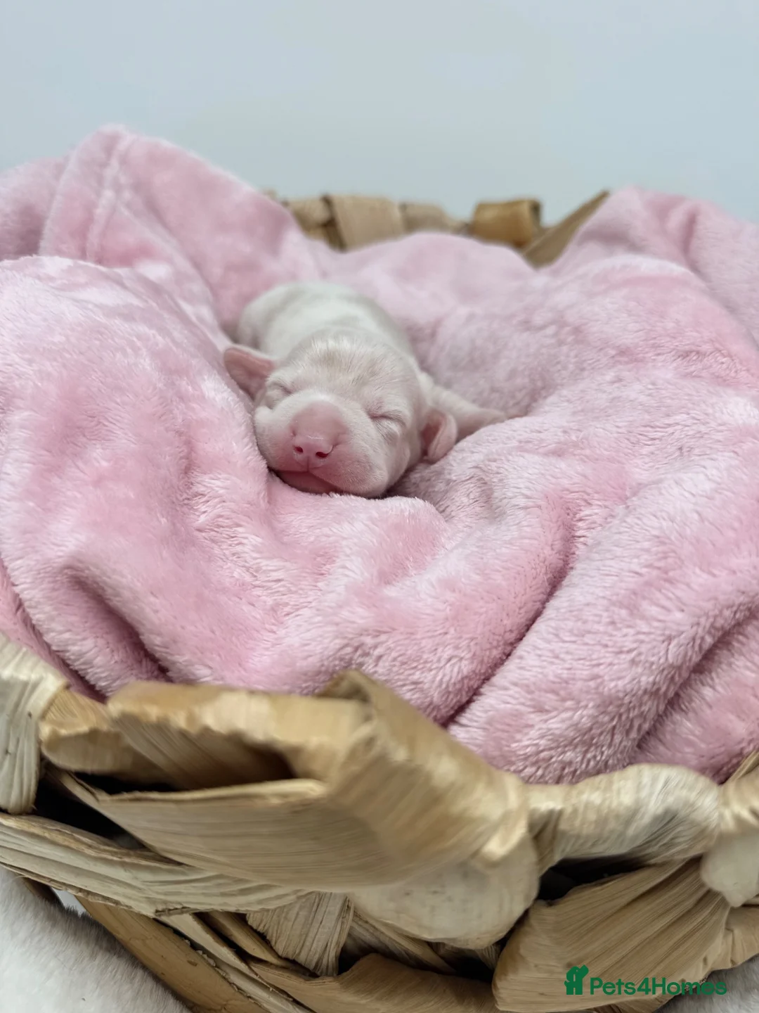 Miniature Dachshund dogs for sale: 🌸 Rare Pink mini dachshunds 🌸 - Advert 1