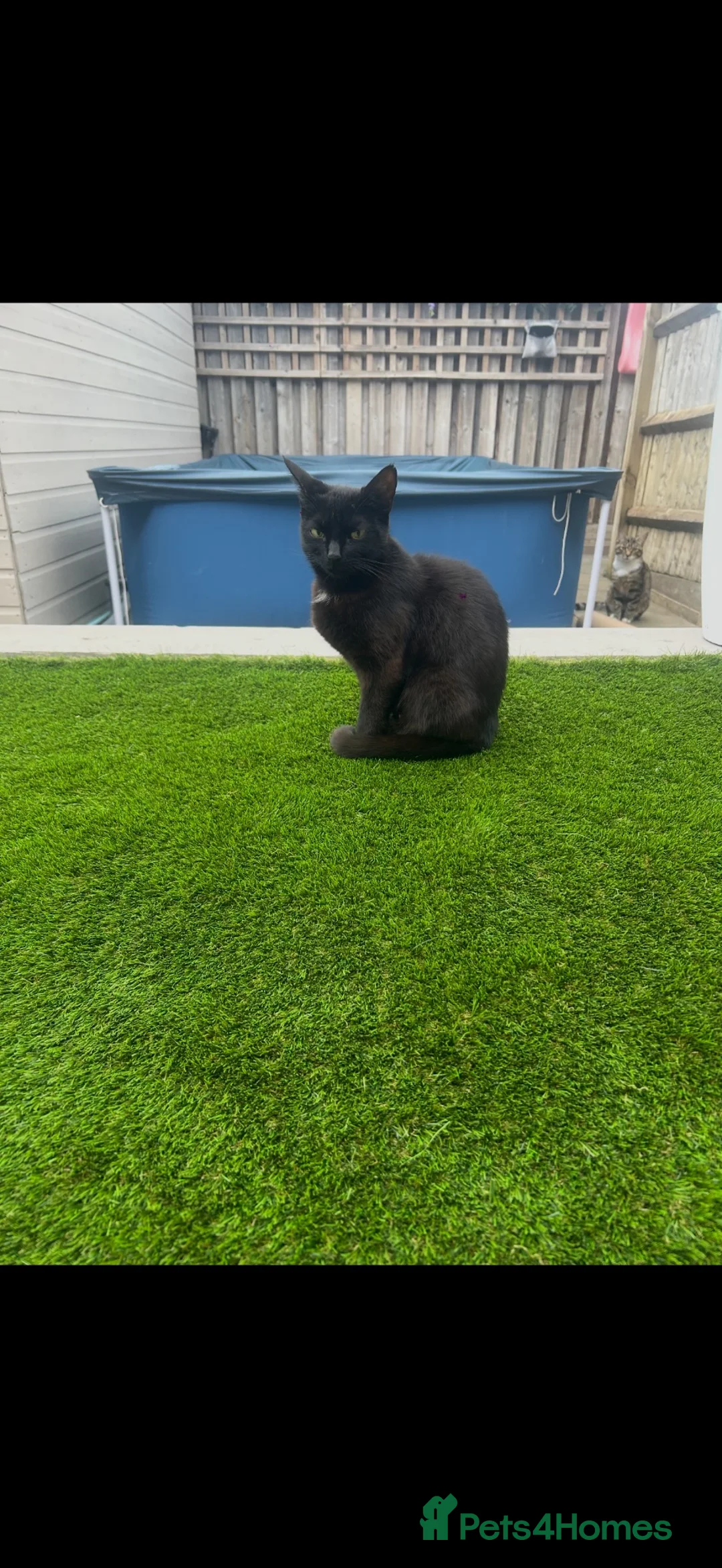 Mixed Breed cats for sale: Friendly Female Kittens Looking for forever homes in Tetbury - Advert 2