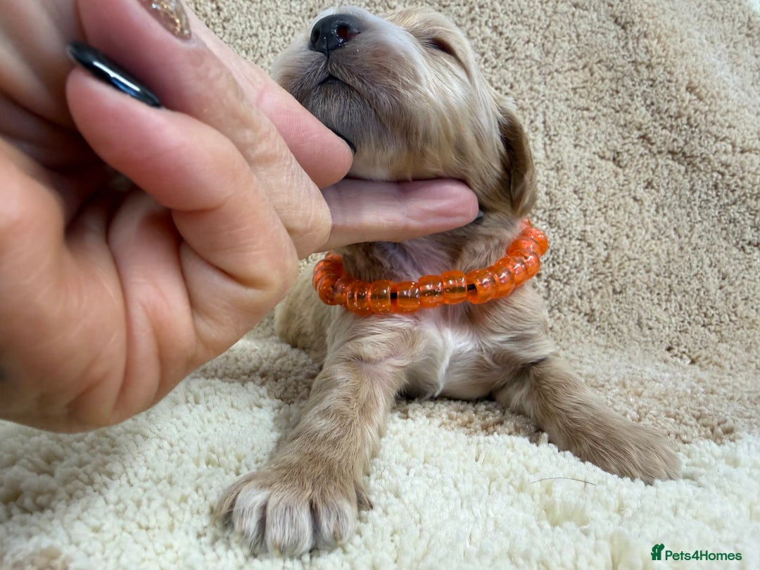 Cockapoo dogs for sale: F1 mini cockapoos health tested parents  - Advert 5