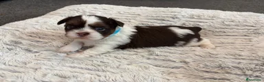 Blue Boy