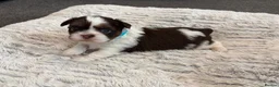 Shih Tzu dogs for sale: Karashishi Full KC imperial Shih-Tzu pups for sale - Advert 11