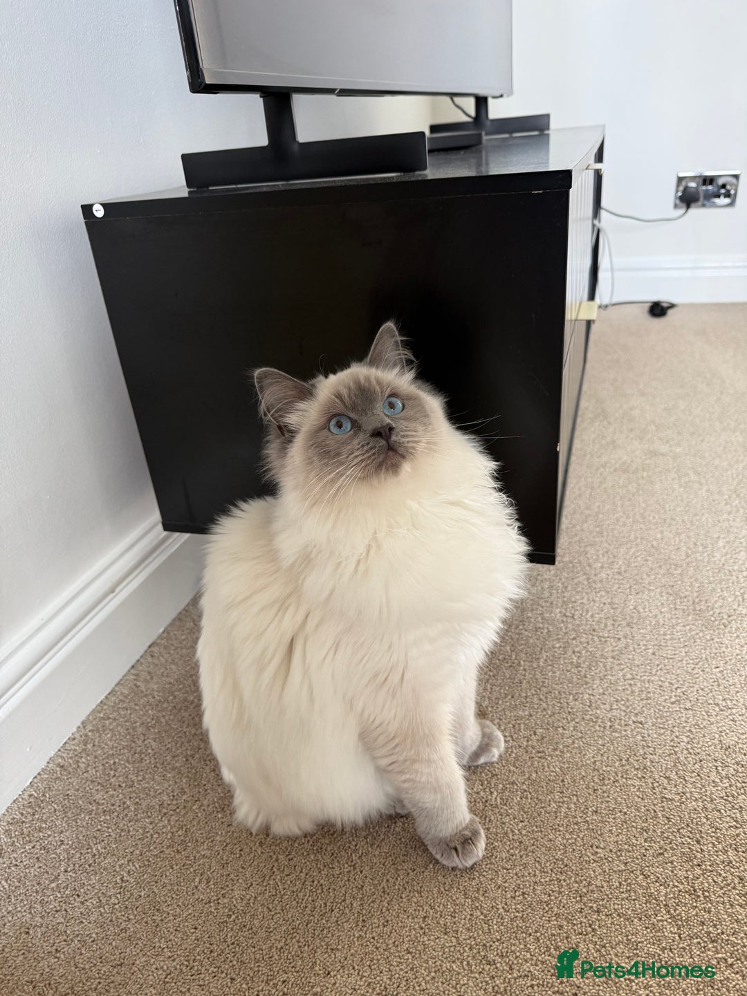 Ragdoll cats for sale: 1 GCCF Ragdoll Blue Point Boy left - Advert 1