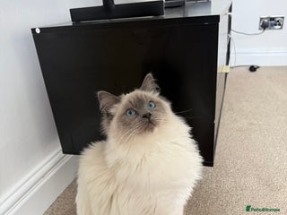 Ragdoll cats 1 GCCF Ragdoll Blue Point Boy left - Advert 8