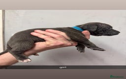 Cane Corso dogs for sale: 12 beautiful Blue cane corso pups - Image 5