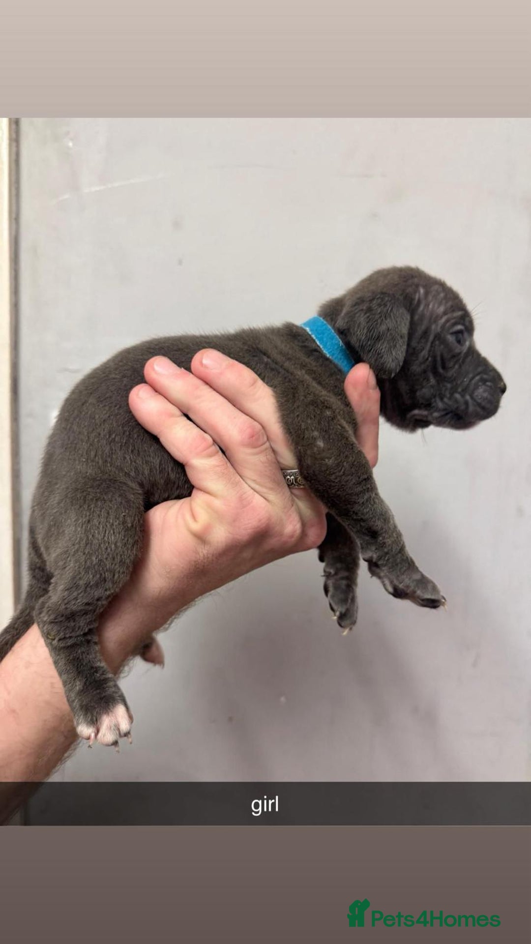 Cane Corso dogs for sale: 12 beautiful Blue cane corso pups - Image 5