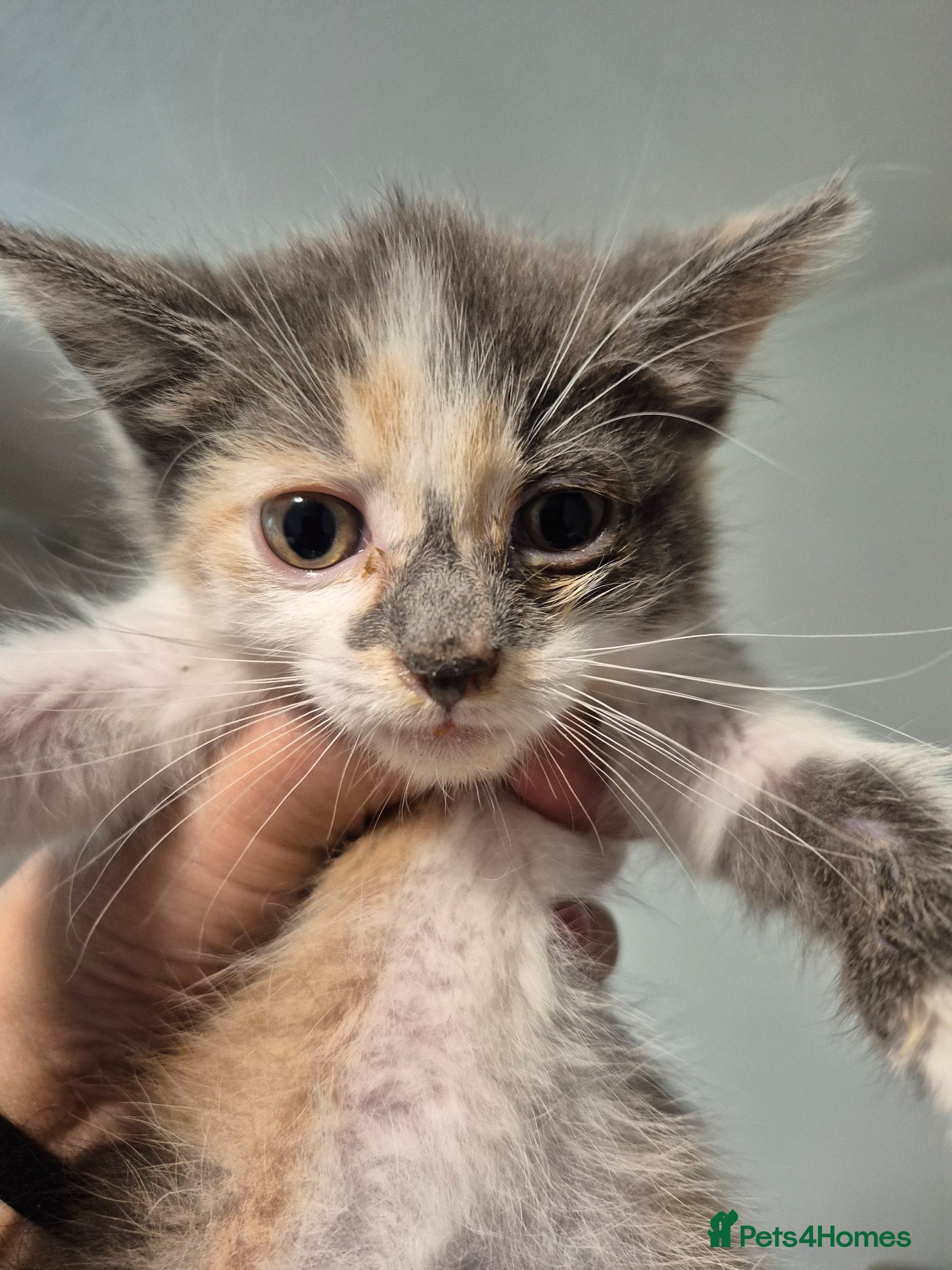 Mixed Breed cats Blue Female Tortoiseshell Kitten - Advert 2