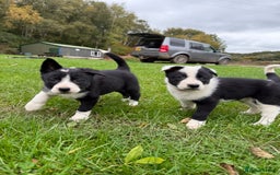 Border Collie dogs for sale: Border collies puppies - Image 23