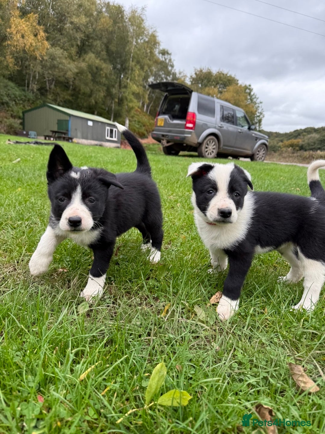 Border Collie dogs for sale: Border collies puppies - Image 23
