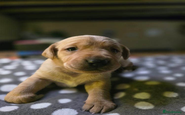 Labrador Retriever dogs - Advert 12