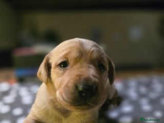 Labrador Retriever dogs - Advert 17