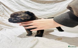 Mixed Breed dogs for sale: Beautiful frow frows for sale - Image 12