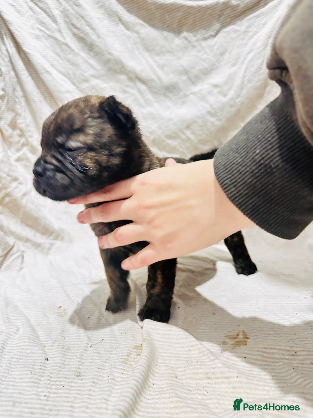 Mixed Breed dogs for sale: Beautiful frow frows for sale - Image 12
