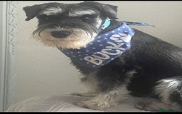 Miniature Schnauzer dogs for sale: 🐾🤎🐶Cavaschnauzer-Pups🐶🤎🐾 - Image 28