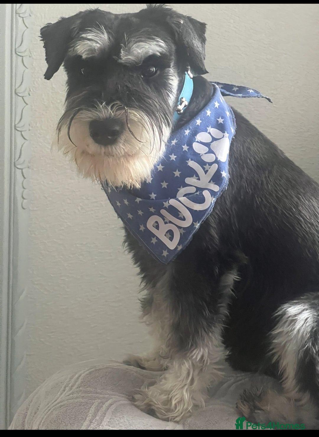 Miniature Schnauzer dogs for sale: 🐾🤎🐶Cavaschnauzer-Pups🐶🤎🐾 - Image 28