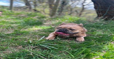 Mixed Breed dogs - Advert 9