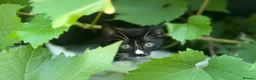 Mixed Breed cats for sale: Kittens - Advert 3