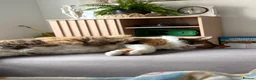 Mixed Breed cats for sale: Beautiful cat  - Advert 2