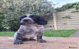 Cocker Spaniel dogs for sale: Exceptional Working Cocker Spaniel Pups – KC Reg - Image 4