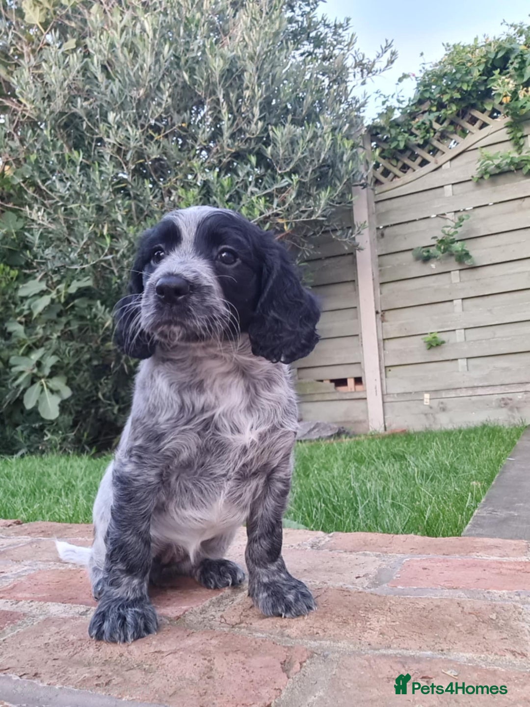 Cocker Spaniel dogs for sale: Exceptional Working Cocker Spaniel Pups – KC Reg - Image 4