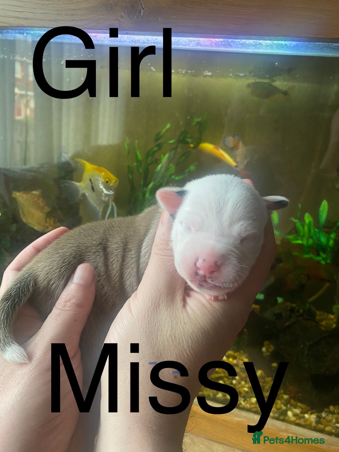 Staffordshire Bull Terrier dogs for sale: Beautiful litter of 10  - Advert 9