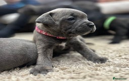 Staffordshire Bull Terrier dogs for sale: 🏅🏆 CHAMPION PLAY BOY BLUE&BLACK STAFFY PUPS - Image 3