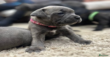 Staffordshire Bull Terrier dogs - Advert 1