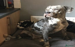 Cane Corso dogs for sale: Cane corso  - Image 2