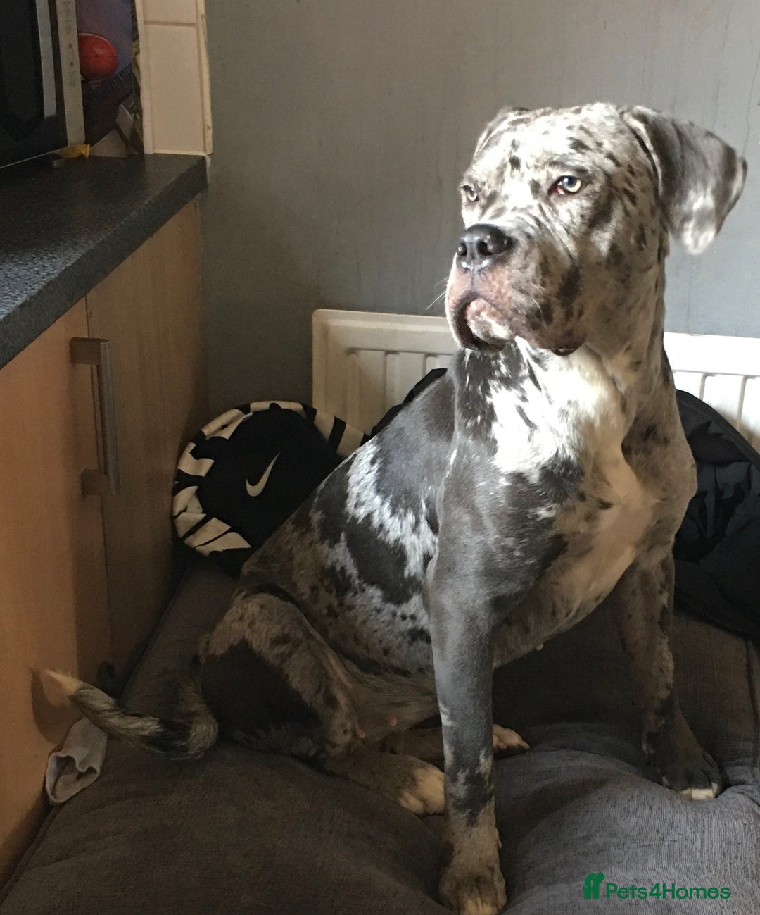 Cane Corso dogs for sale: Cane corso  - Image 2