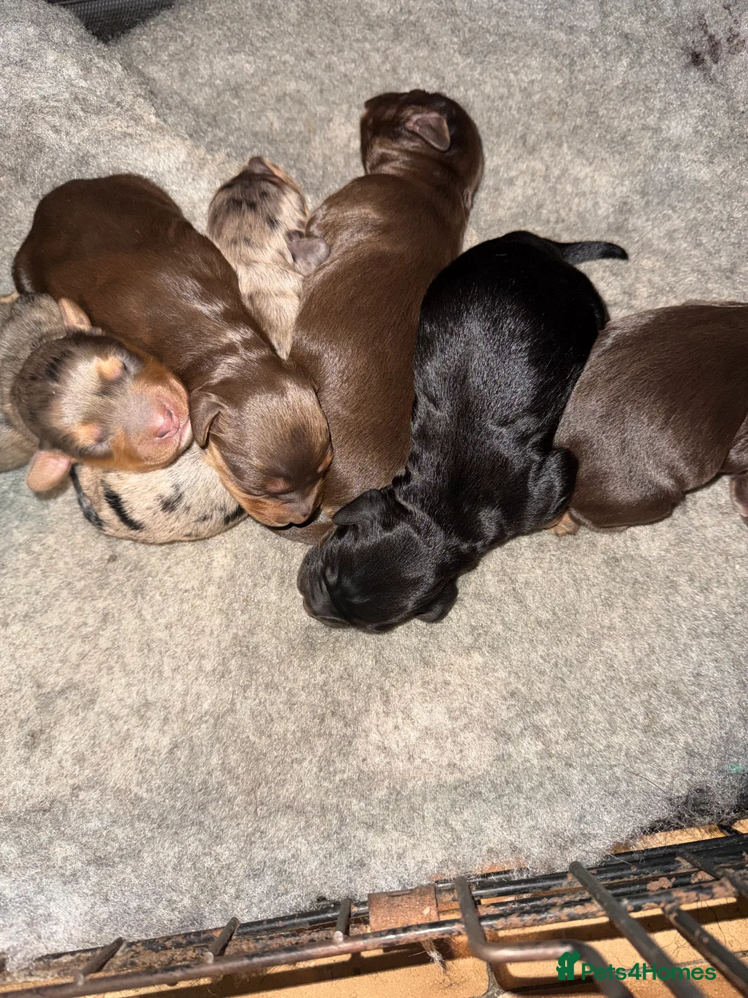 Cockapoo dogs for sale: Beautiful Merle cockapoos - Advert 5