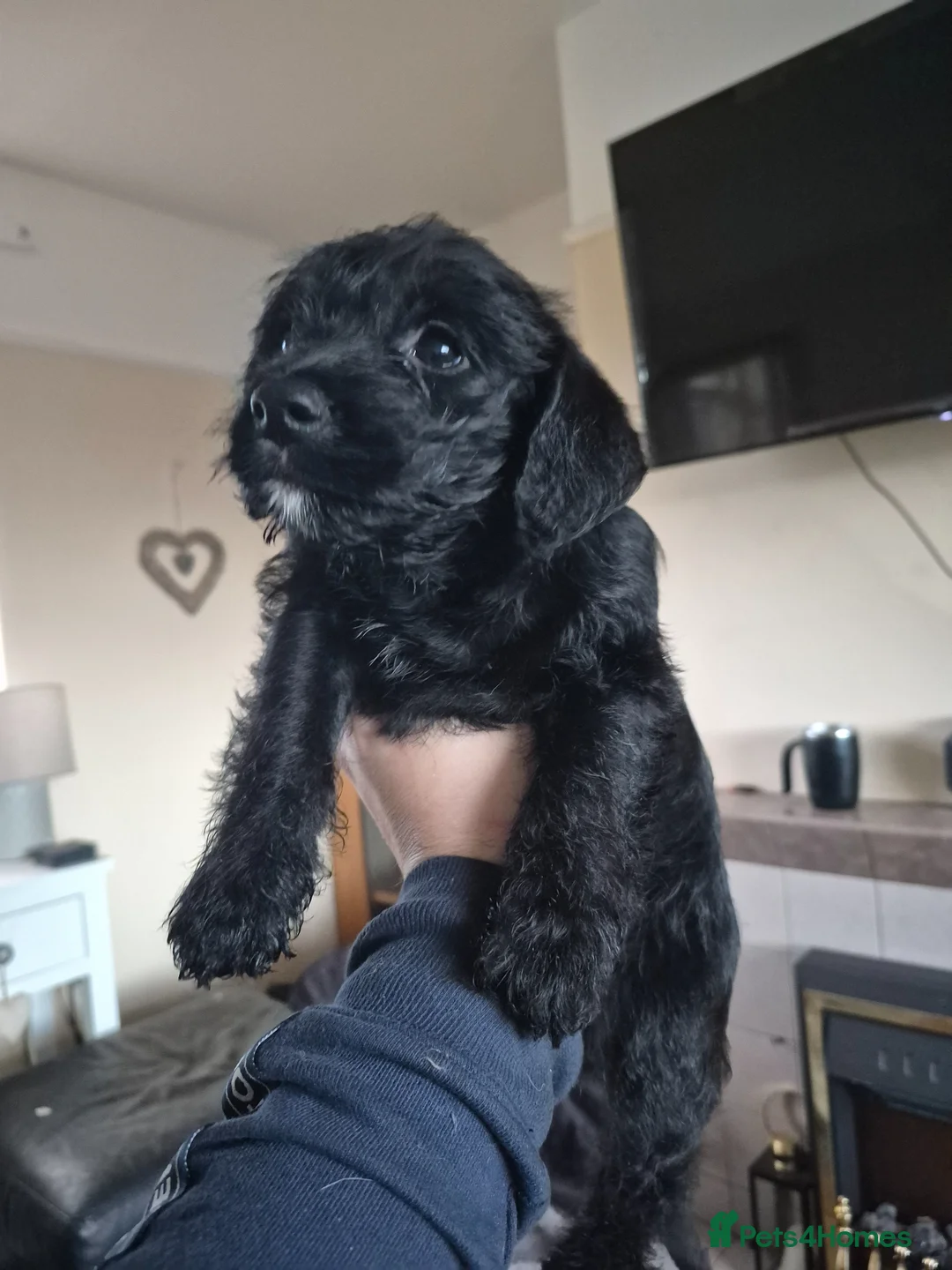 Jackapoo dogs for sale: Two beautiful jackapoo girls  - Advert 6