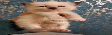 Ragdoll 1