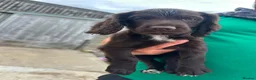 Cocker Spaniel dogs for sale: Cocker spaniel pups - READY NOW  in Whitby - Advert 18