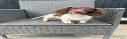 Miniature Dachshund dogs for sale: KC Reg Chocolate Piebald Long Hair Mini Dachshund - Advert 11