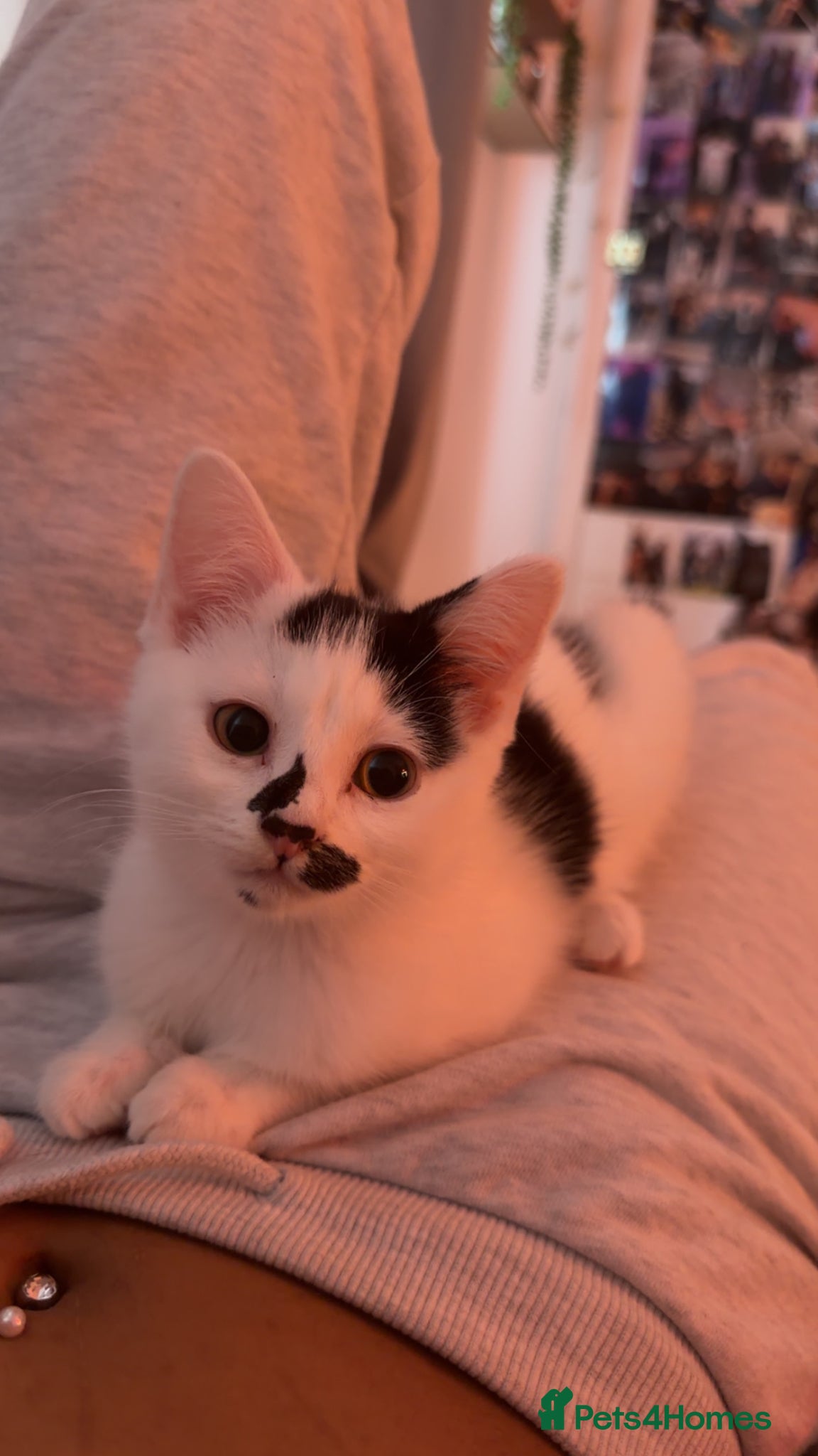 Mixed Breed cats Beautiful white kitten - Advert 1
