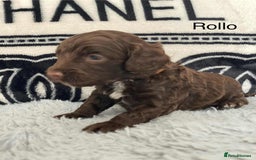 Cockapoo dogs for sale: F1b cockapoo ready to leave now last girl left - Image 27