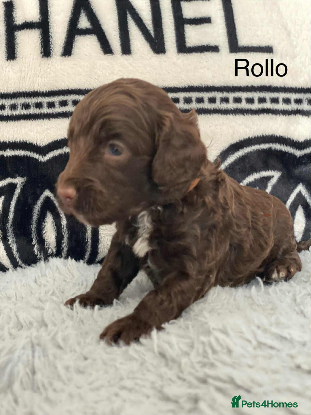 Cockapoo dogs for sale: F1b cockapoo ready to leave now last girl left - Image 27