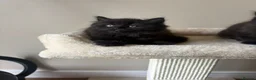 British Shorthair cats for sale: British Short Hair Kittens - Advert 6