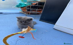British Shorthair cats for sale: Four tiny heart-stealers looking for loving home - Image 17