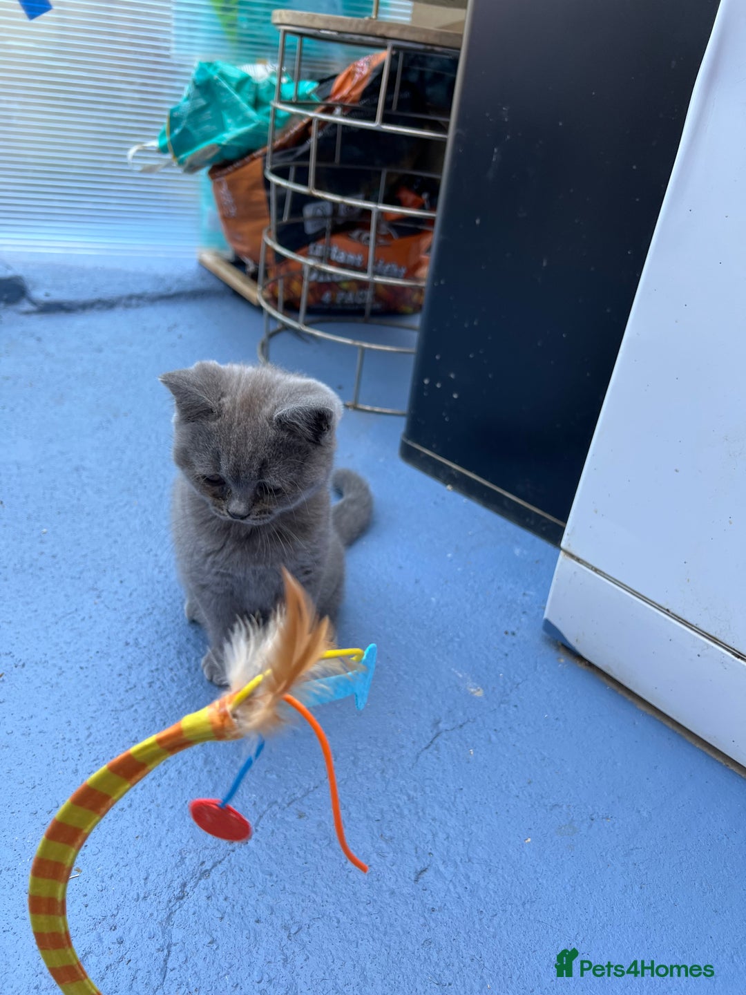 British Shorthair cats for sale: Four tiny heart-stealers looking for loving home - Image 17